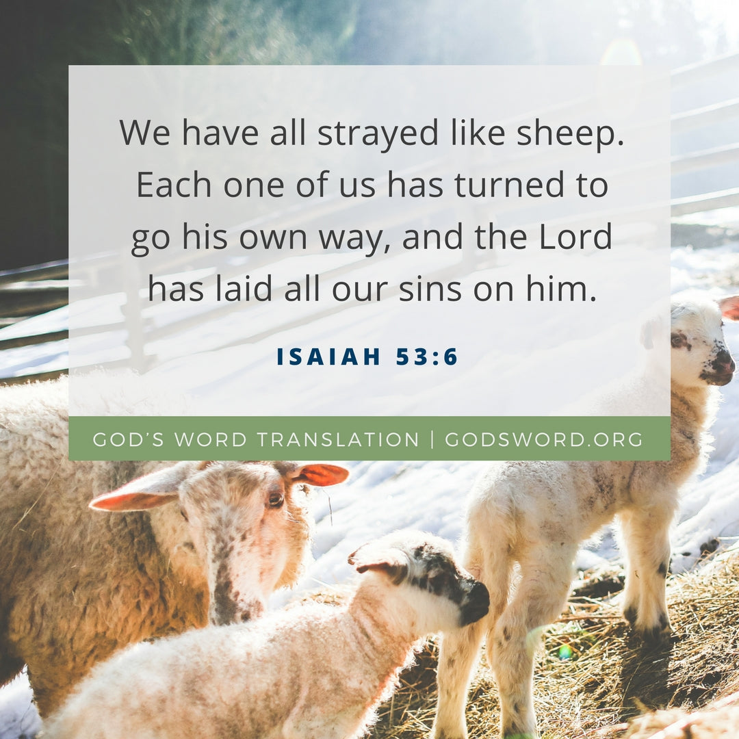One Sheep Bible Verse